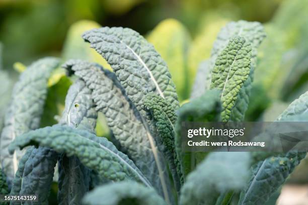 lacinato kale freshness leaves - kale bunch stock pictures, royalty-free photos & images