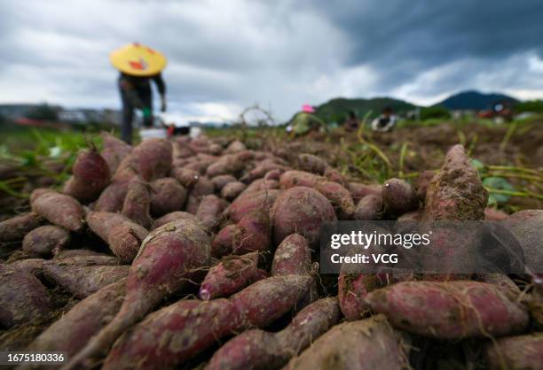 Farmers harvest sweet potatoes in a field on September 11, 2023 in Yongzhou, Hunan Province of China.