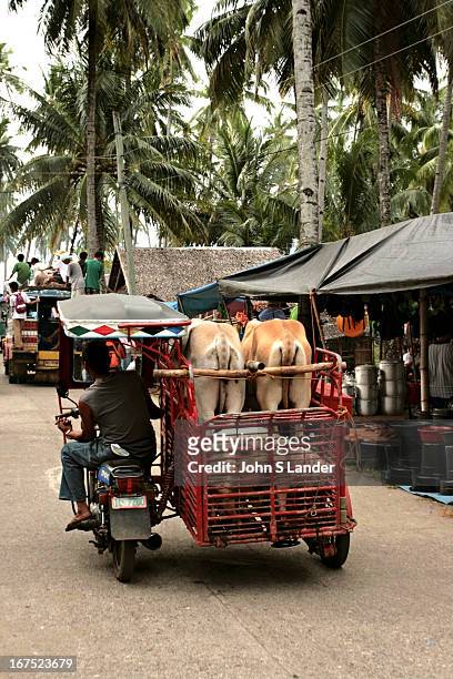Bringing in the livestock at the weekly market at Malatapay near Dumaguete on Negros Island. Livestock, produce, household goods and just about...