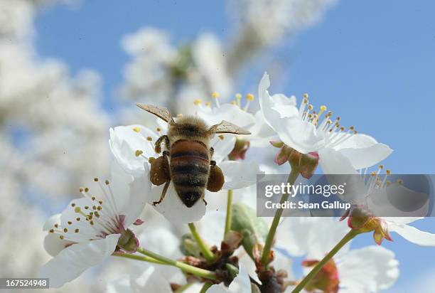 Bee harvests pollen from the flowers of a wild cherry tree near Berlin on April 25, 2013 in Blankenfelde, Germany. Local beekeepers claim their...