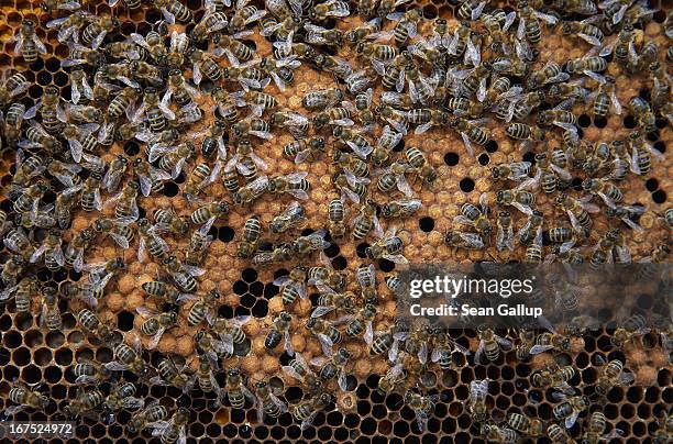 Bees congregate on a honeycomb filled with the eggs of future bees in the colony of beekeper Reiner Gabriel in the garden of his home near Berlin on...