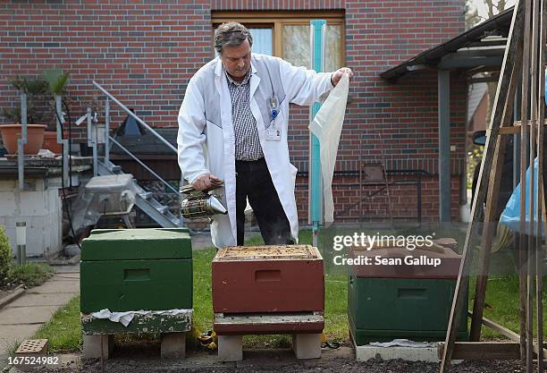 Beekeper Reiner Gabriel inspects his bee colony following a long, local winter in the garden of his home on April 25, 2013 in Blankenfelde, Germany....