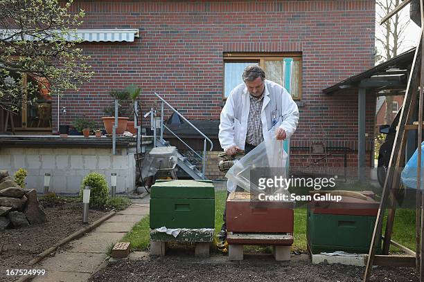 Beekeper Reiner Gabriel inspects his bee colony following a long, local winter in the garden of his home on April 25, 2013 in Blankenfelde, Germany....