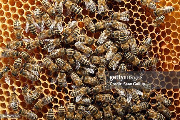 Bees congregate on a honeycomb in the colony of beekeper Reiner Gabriel in the garden of his home near Berlin on April 25, 2013 in Blankenfelde,...