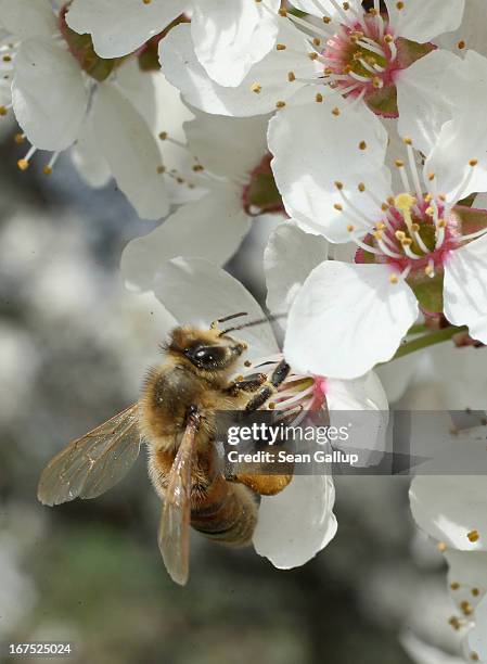 Bee harvests pollen from the flowers of a wild cherry tree near Berlin on April 25, 2013 in Blankenfelde, Germany. Local beekeepers claim their...