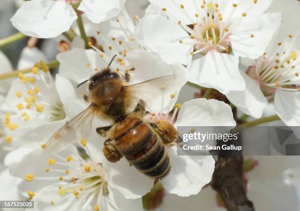 Bee harvests pollen from the flowers of a wild cherry tree near Berlin on April 25, 2013 in Blankenfelde, Germany. Local beekeepers claim their...