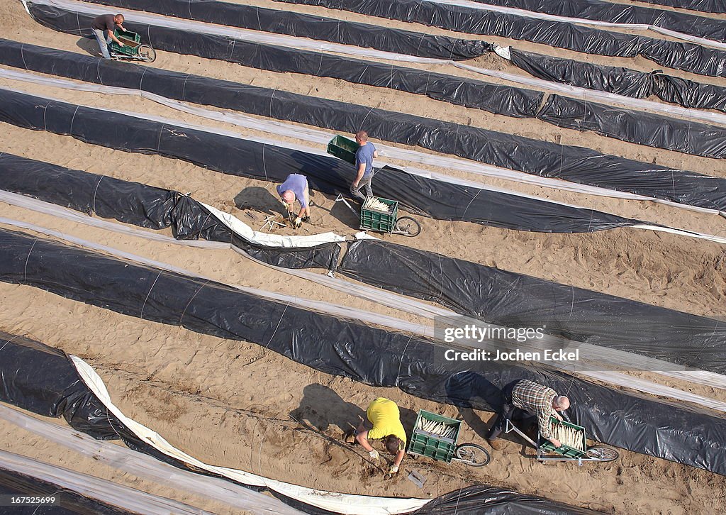 Workers Harvest Asparagus In Beelitz Region