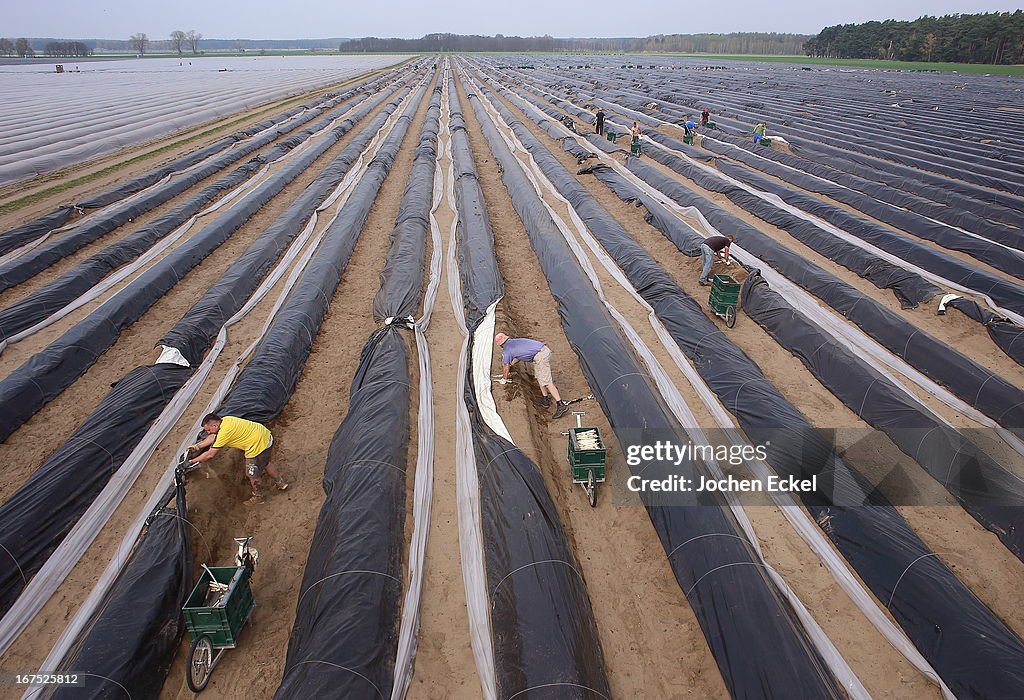 Workers Harvest Asparagus In Beelitz Region