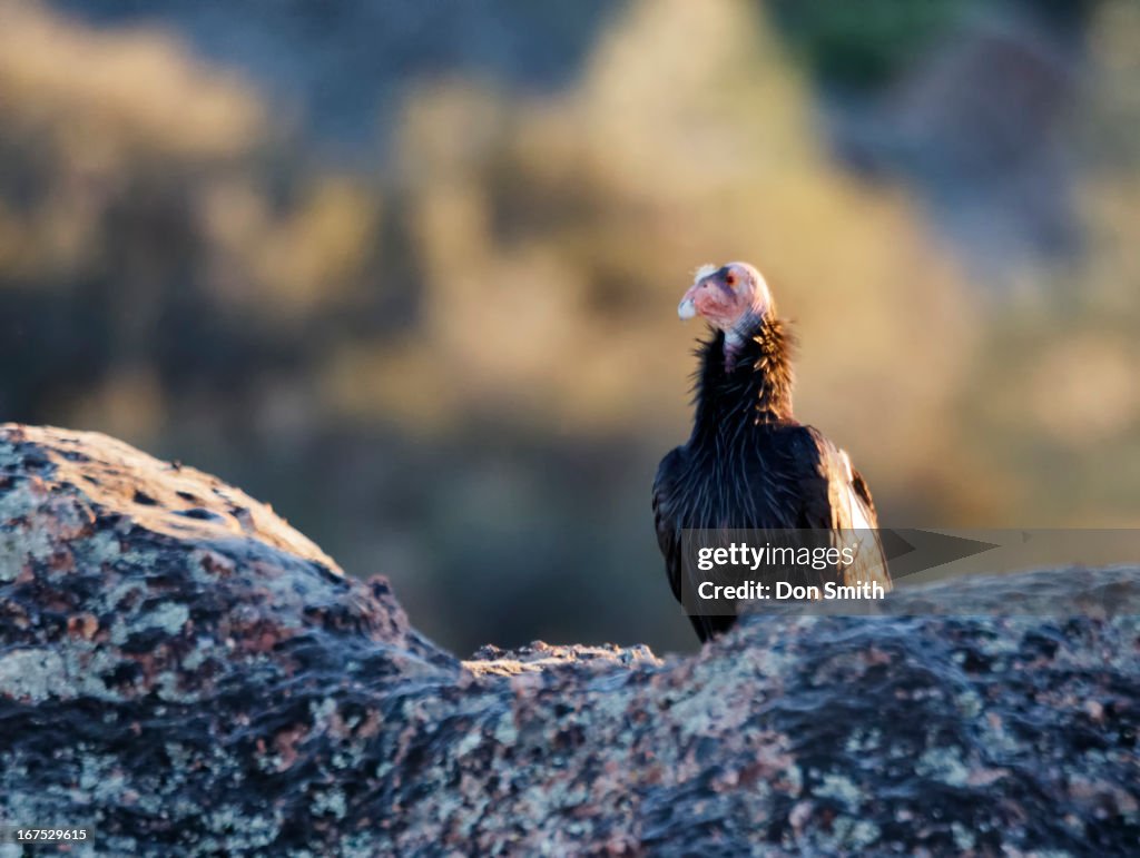 California Condor