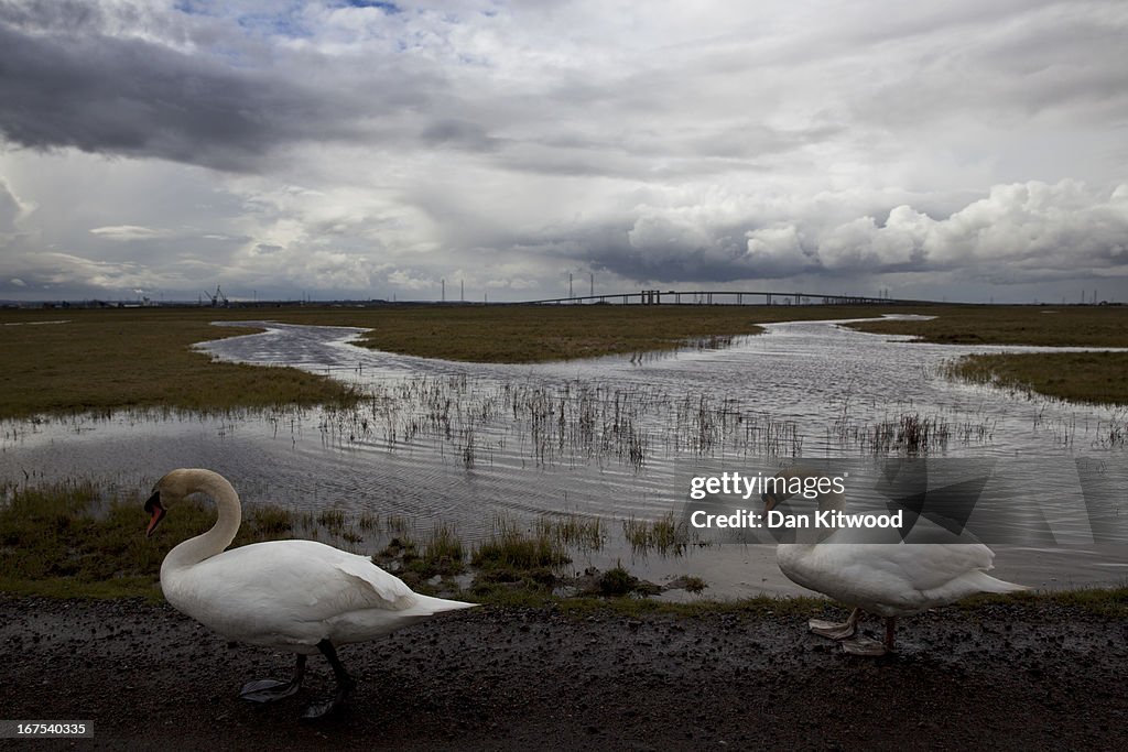 Bird Life At Elmley Marshes