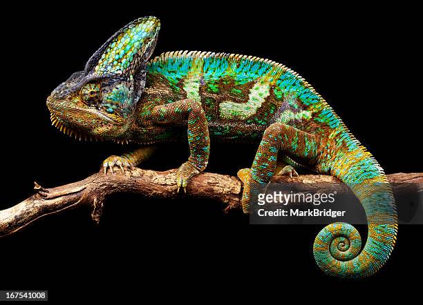 nice and slow - chameleon fotografías e imágenes de stock