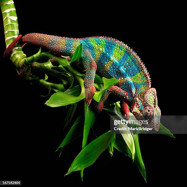 hanging around - chameleon stock pictures, royalty-free photos & images