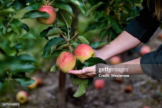 holding ripe apples in hands - apple tree stock pictures, royalty-free photos & images