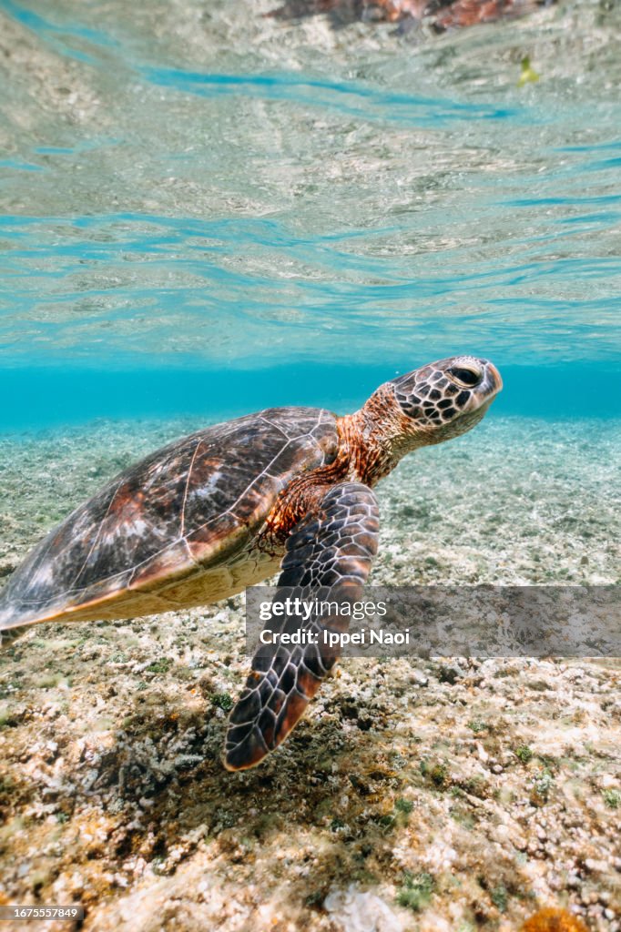 Sea turtle swimming in clear tropical water, Okinawa, Japan