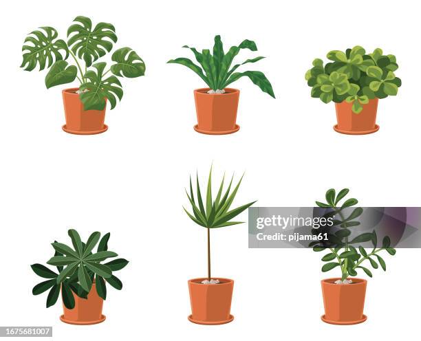 ilustrações de stock, clip art, desenhos animados e ícones de vector set of different houseplants in flower pots on white background - vaso de flor