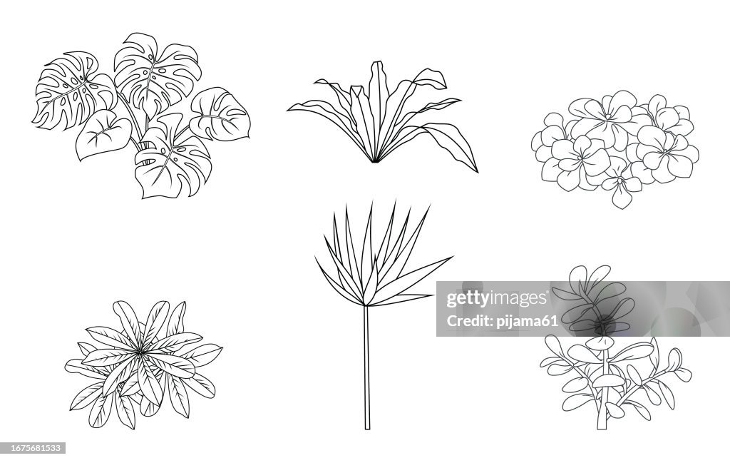 Different houseplants in flower pots on white background