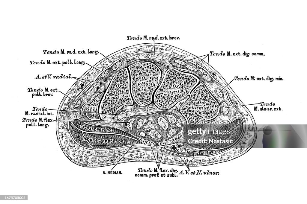 Carpal Rows Horizontal Section Through The Second Row Of Carpal Bones High-Res ...