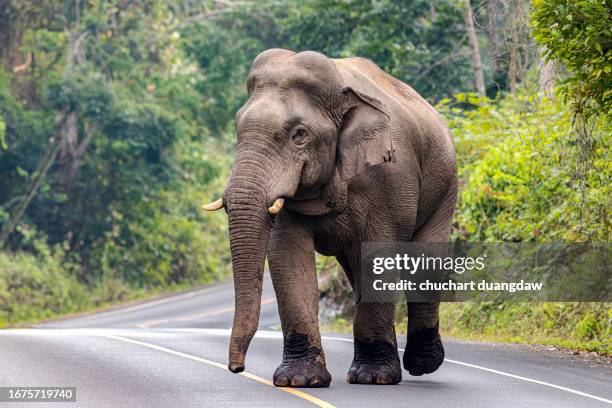 asian elephant - indian elephant 個照片及圖片檔