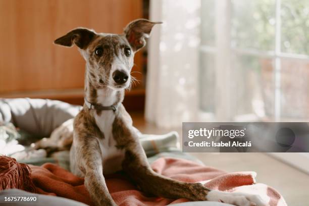 dog looking at camera - greyhounds stock pictures, royalty-free photos & images