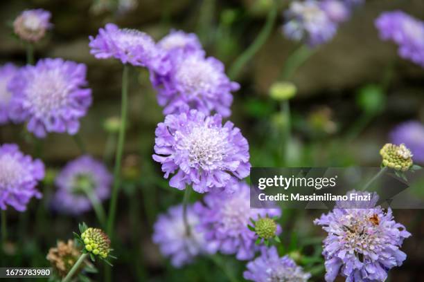 close-up of scabious, butterfly blue in bloom - scabius fotografías e imágenes de stock