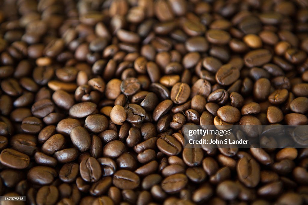 Raw Arabica Coffee Beans -  arabica is a species of coffee...