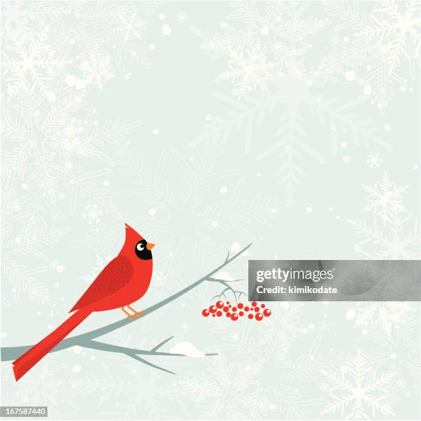 ilustrações de stock, clip art, desenhos animados e ícones de ave cardeal. inverno - fringillidae