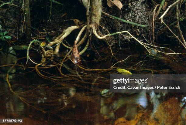 carbon cycle - amazonas state brazil stock pictures, royalty-free photos & images