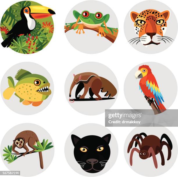 amazon symbols - tarantula stock illustrations