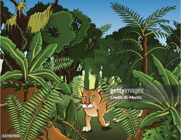13 Ilustraciones de Puma Felino Selvatico - Getty Images 13 Ilustraciones de Puma Felino Selvatico - Getty Images