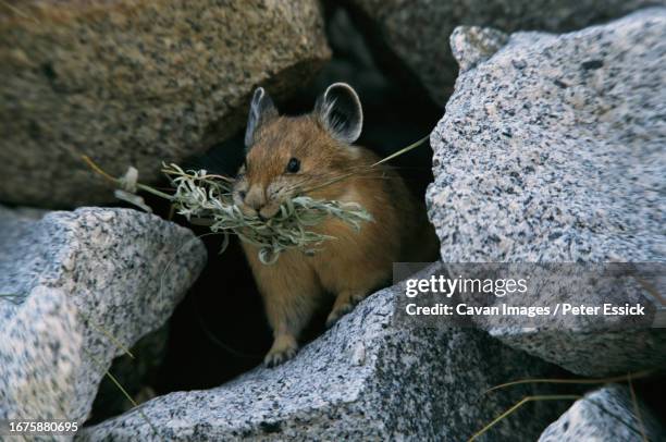 global warming - pika foto e immagini stock