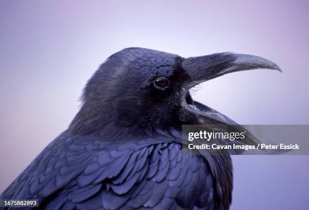 raven - bird singing stock pictures, royalty-free photos & images