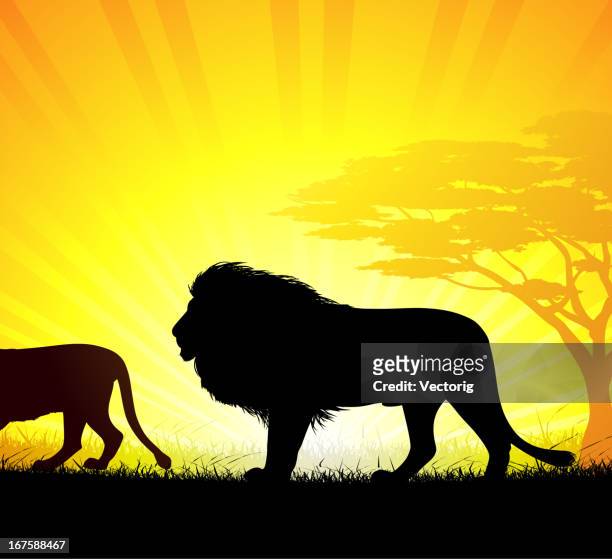 löwen - savanne stock-grafiken, -clipart, -cartoons und -symbole