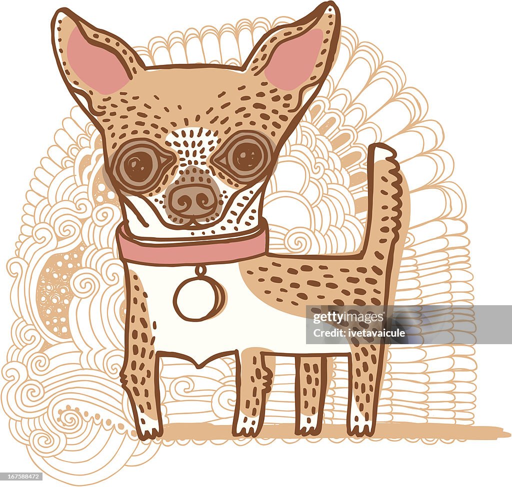 Chihuahua