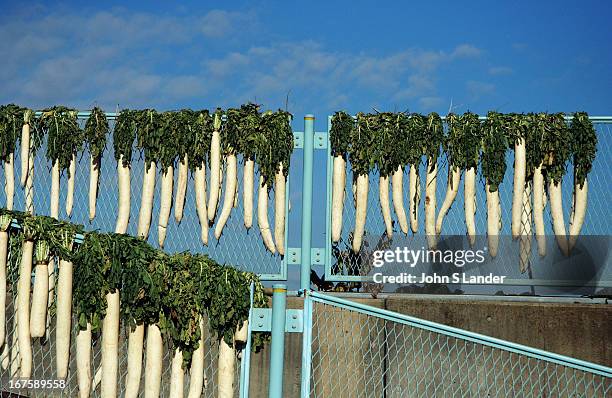 Daikons or Japanese radishes, are the most popular vegetable in Japan. Pickled, grated, or raw, they are found in one form or another at nearly every...