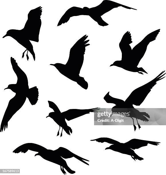 ilustraciones, imágenes clip art, dibujos animados e iconos de stock de gulls - gaviota