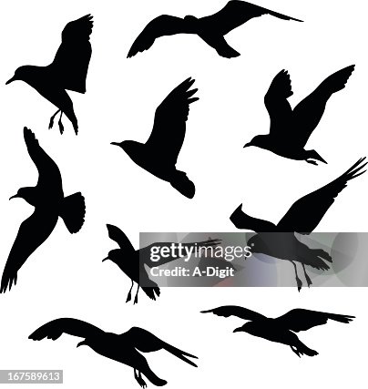 Gulls Vector Silhouette Gulls Vector Silhouette
