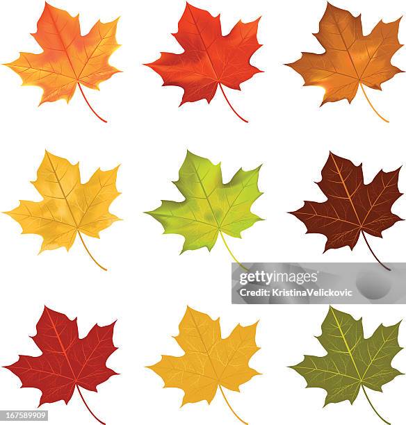 blätter - maple leaf stock-grafiken, -clipart, -cartoons und -symbole