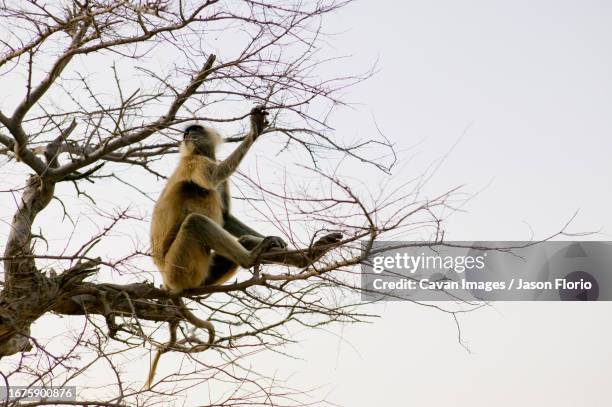 a langur or hanuman monkey (latin : presbytis entellus) sits in a tree in pushkar, rajasthan in india - pushkar stock pictures, royalty-free photos & images