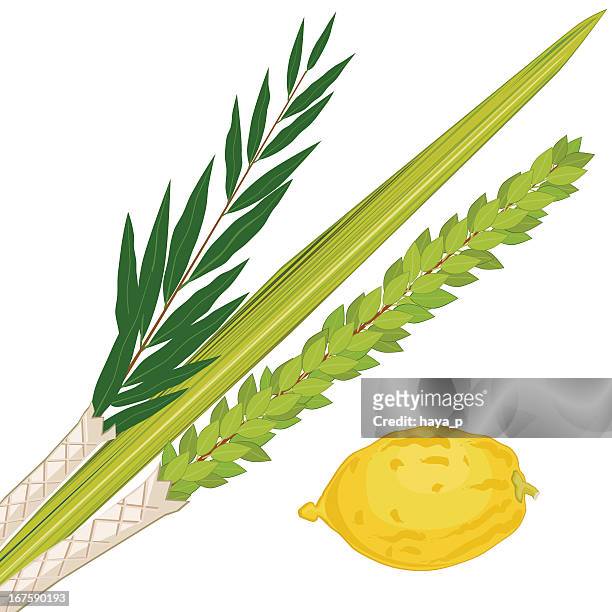 sukkoth plants - citron stock illustrations