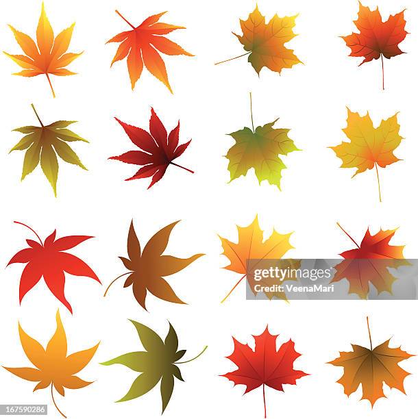 マルチカラーの秋の葉 - かえでの葉点のイラスト素材／クリップアート素材／マンガ素材／アイコン素材