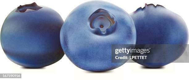 blueberries - vector illustration - blueberry fruit isolated stock illustrations