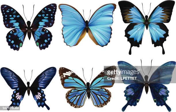 illustrazioni stock, clip art, cartoni animati e icone di tendenza di farfalla blu di-illustrazione vettoriale - farfalle