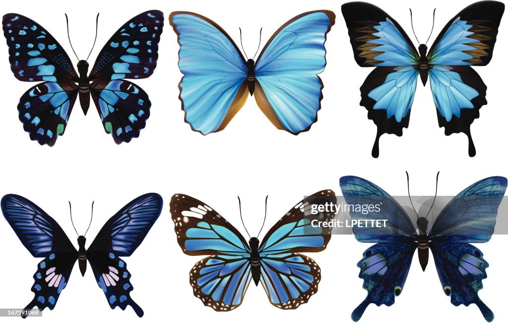 Azul-ilustração em vetor da borboleta