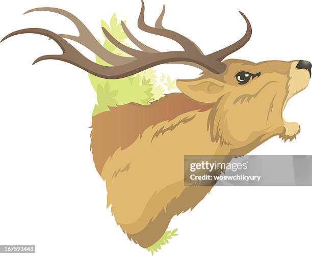 red deer - elk bugling stock illustrations