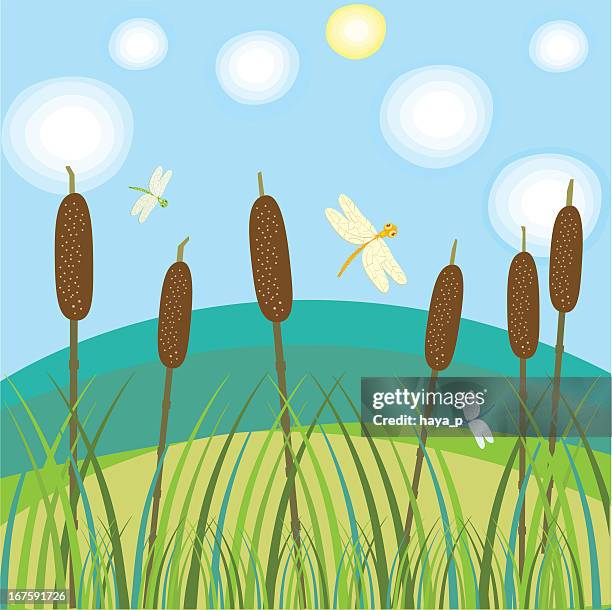 sedge and reeds with flying dragonflies on sunny day - reed grass family stock illustrations