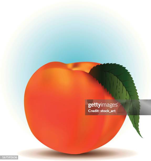 vector peach - succulent macro stock illustrations
