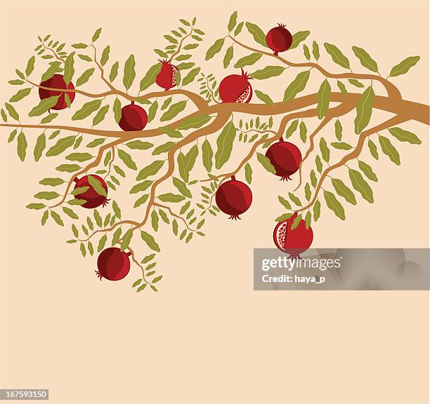 branch of pomegranate with ripe fruit - pomegranate stock illustrations