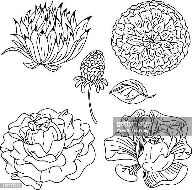 flowers collection in black and white - camellia stock illustrations