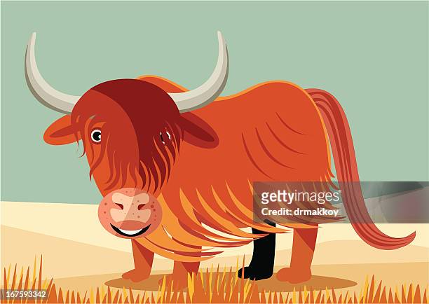 stockillustraties, clipart, cartoons en iconen met highland cow - highland cow