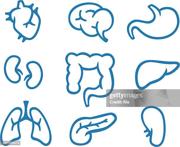 simple organ symbols - digestive system vector stock illustrations